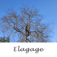 Elagueur grimpé dans un arbre pour réaliser un élagage à gémozac, Taille et élagage d'arbre