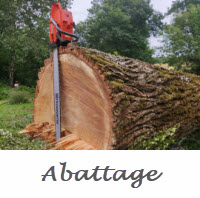 Abattage gros arbre, Abattage grand Peuplier Abattage d'arbre de plus d'un mètre de diamètre