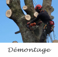 Abattage par démontage d'un arbre mort à pisany, Charente-maritime. Arboriste grimpeur en cours d'abattage par démontage d'un arbre mort. Chêne mort.
