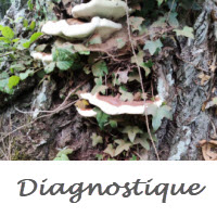 Mon arbre a un champignon Il y a un champignon sur mon arbre Au Près Des Arbres diagnostique votre arbre en Charente-maritime