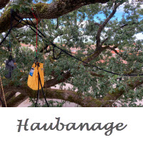 Haubanage arbre remarquable, Marsilly, Charente-maritime