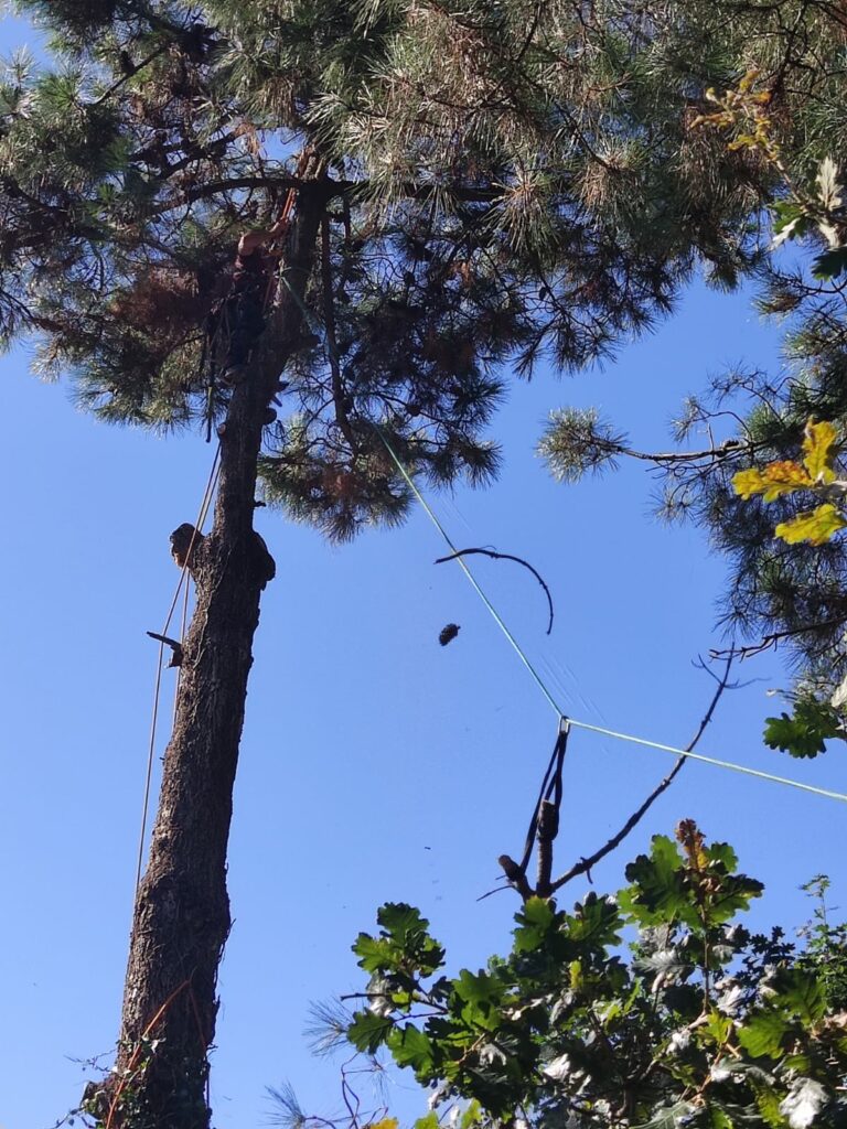 Abattage par démontage, contrôle en tyrolienne des branches pour ne pas endommager l'habitation. Abattage les mathes, la palmyre, charente maritime.