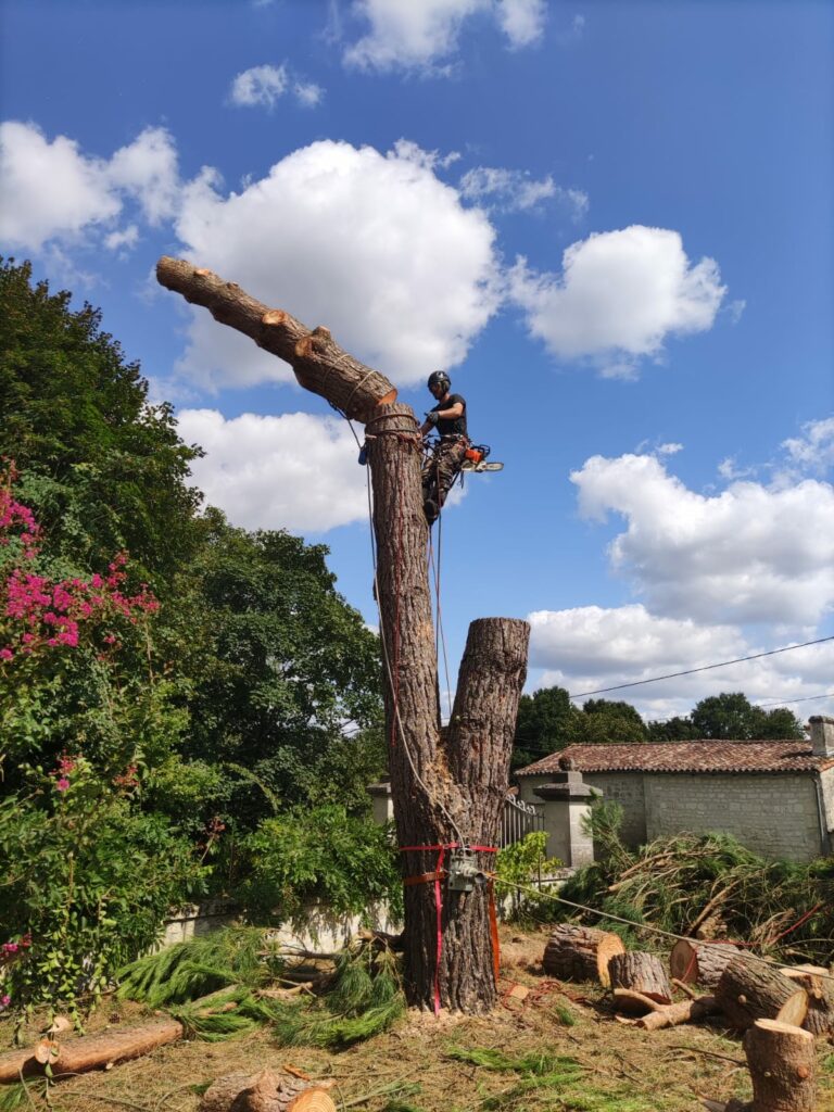 Grimpeur élagueur en cours de démontage d'un Pin parasol a La Clisse, Charente maritime. Abattage difficile saintes