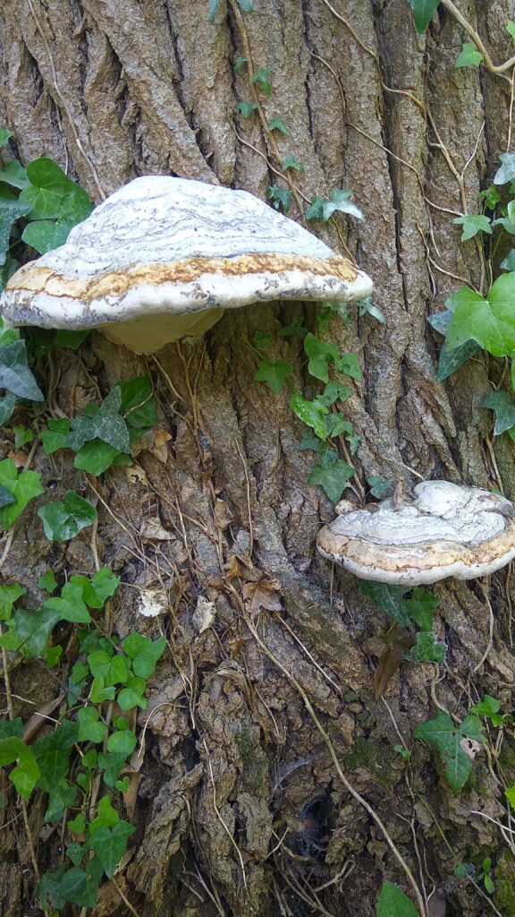 Champignon sur Peuplier (amadouvier) Diagnostic et soin aux arbres