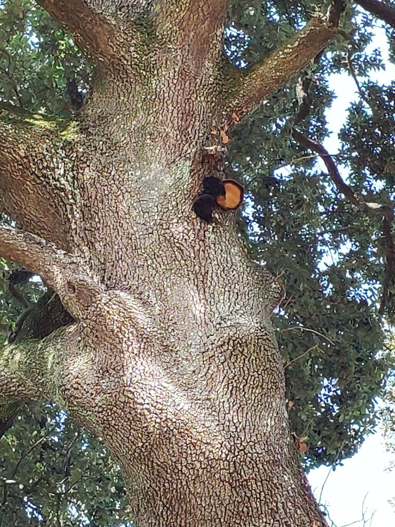 Diagnostic de l'arbre, Champignon polypore hérissé sur tronc de chêne vert, le gua, charente maritime, diagnostic état de santé de mon arbre