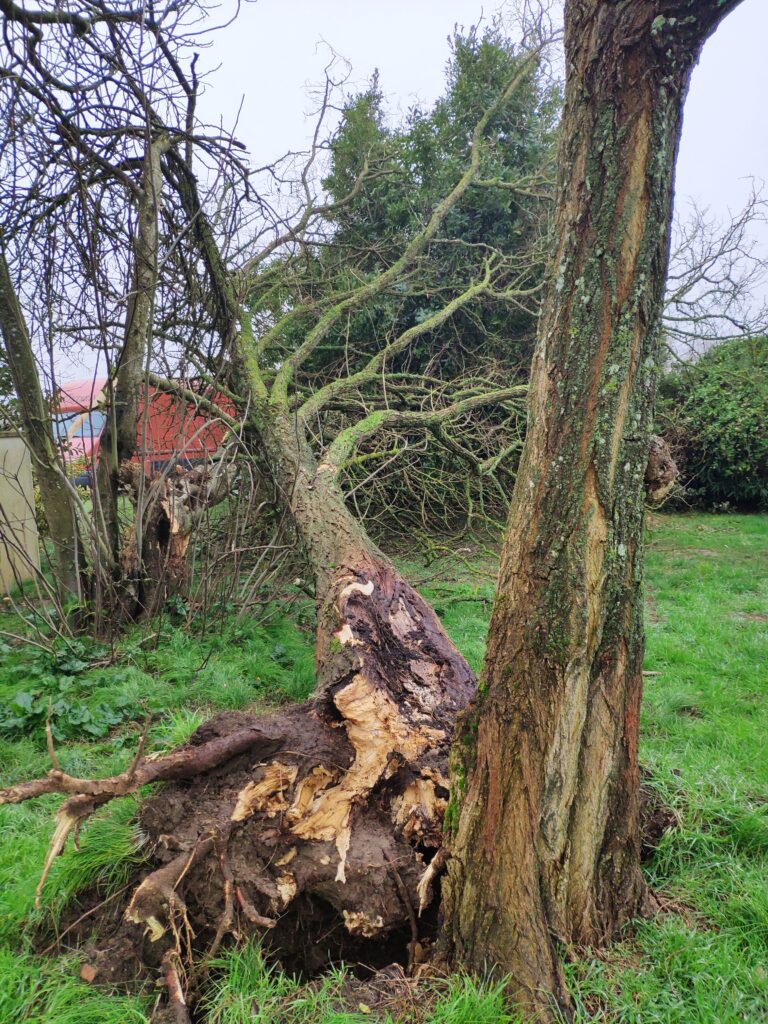 Arbre déraciné, intervention d'urgence après tempête, élagage abattage d'urgence