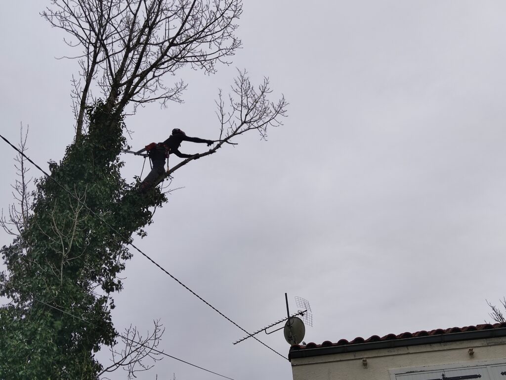 Abattage d'un Peuplier proche de fils électrique et d'une maison à corme-royal