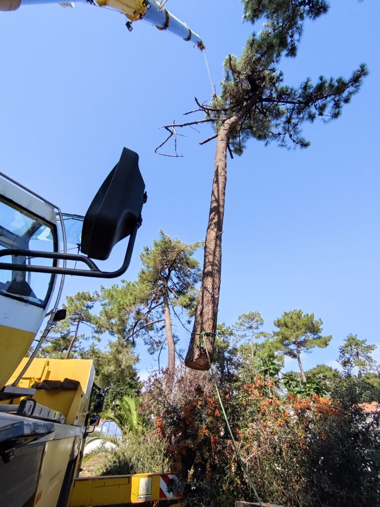 Abattage de Pin avec grue de levage, Abattage délicat Les Mathes, La Tremblade.