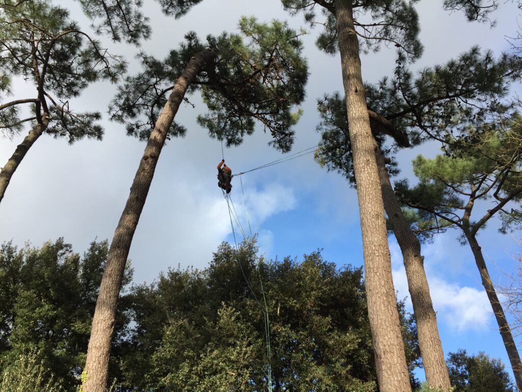 Grimpeur élagueur accédant a l'arbre pour réaliser une taille sanitaire sur des pins maritimes, élagage et soin aux arbre Arvert, Les mathes, La tremblade, Pays royannais