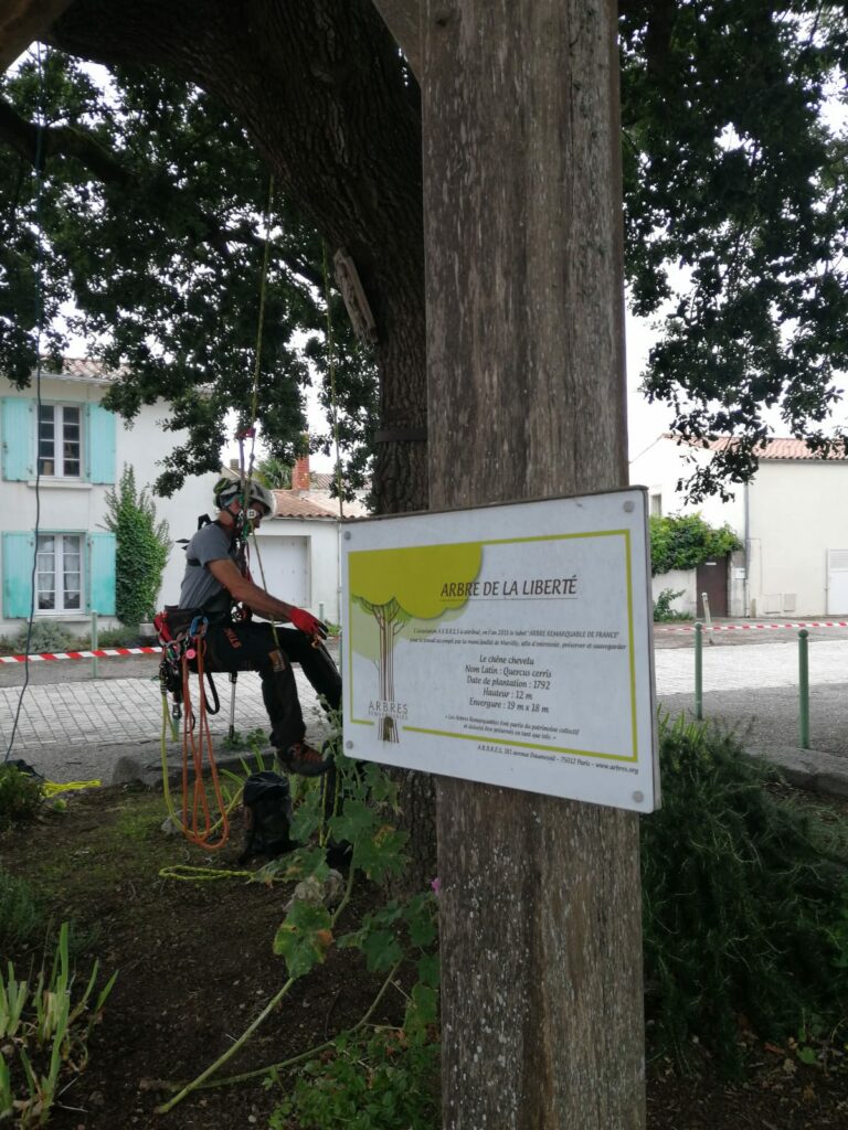 Taille d'entretien d'un arbre classé remarquable a marsilly, Charente maritime. Arboriste grimpeur en taille d'entretien