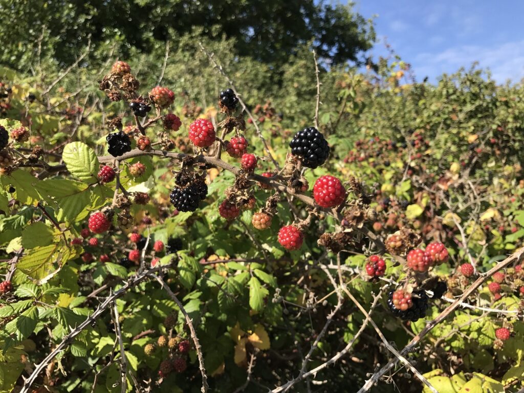 Parcelle en friche, debroussaillage, défrichement dans le 17