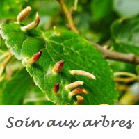 Maladie Feuille de tilleul, diagnostic et soin aux arbres Royan, saintes, rochefort, gémozac, saujon, pons